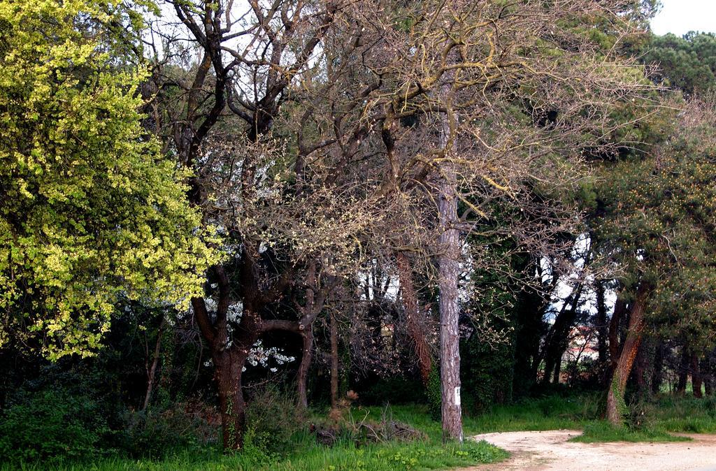 PUY Apartmani Alma מראה חיצוני תמונה